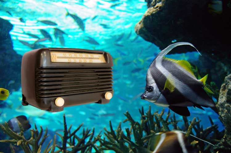 ラジオとお魚